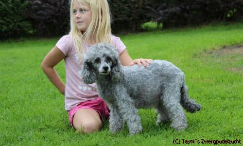 zwergpudel silber welpen tag 50 trchtigkeit schwanger hunde pudel